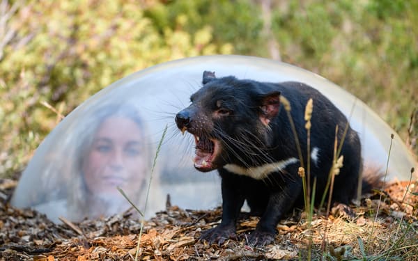 Tasmanian Devil Unzoo Admission in Tasmania