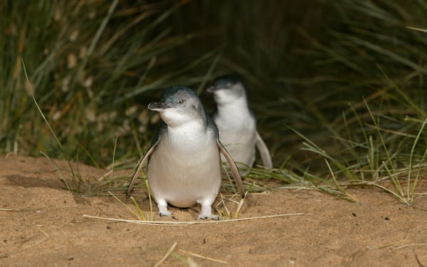 Melbourne Phillip Island Full-Day Guided Tour with Penguin Parade