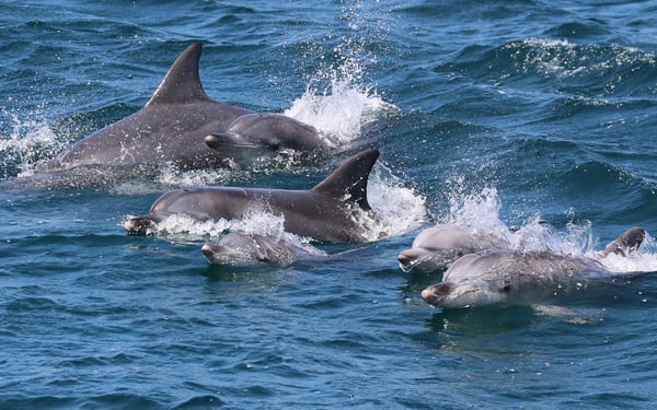 Jervis Bay Dolphin Watch Cruise Tour