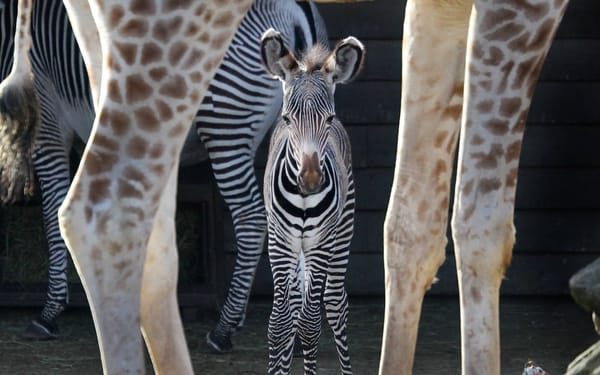 ARTIS Royal Zoo Admission in Amsterdam