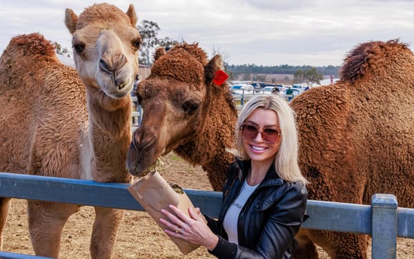 Camel Farm Experience in Brisbane