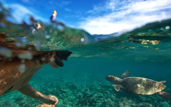 Oahu North Shore Circle Island Adventure + Swimming with Turtles