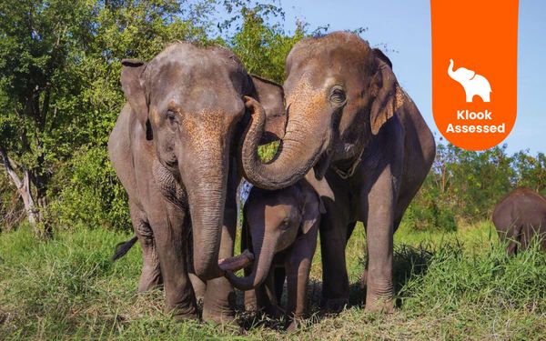 Bangkok Elephant Care Program at Bangkok Elephant Park