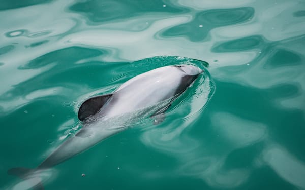Akaroa Harbour Nature Cruise