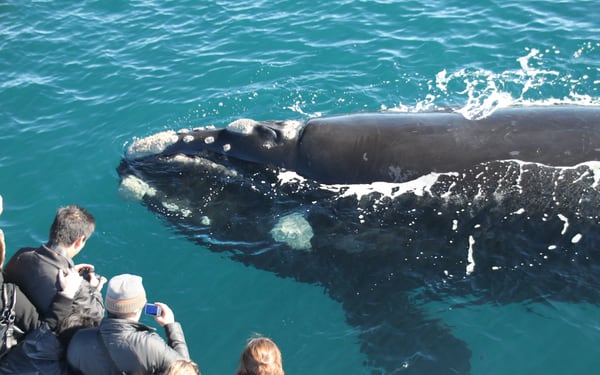 Whale Watching Experience in Dunsborough