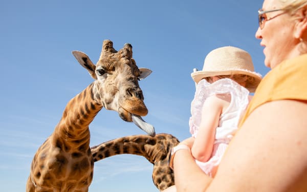 Giraffe Safari Experience and A Day at Monarto Safari Park