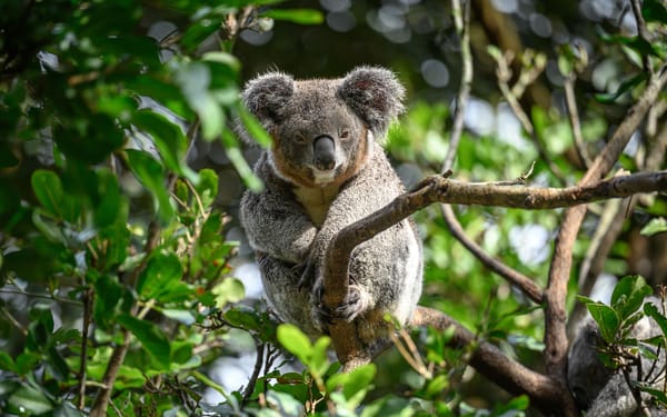 Featherdale Sydney Wildlife Park Ticket