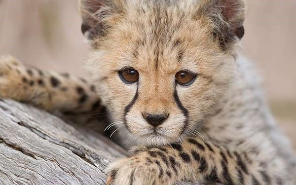 Monarto Safari Park Ticket