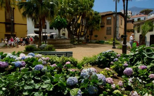 Dragon tree and botanical gardens ticket in Tenerife