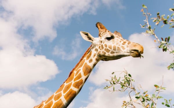 Wild Florida Drive-Thru Safari Park Admission in Orlando