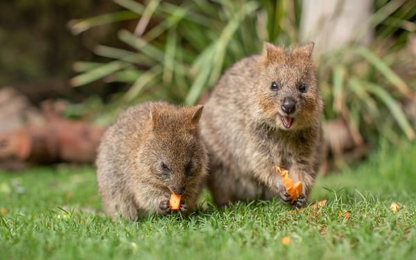 Sydney Zoo Ticket
