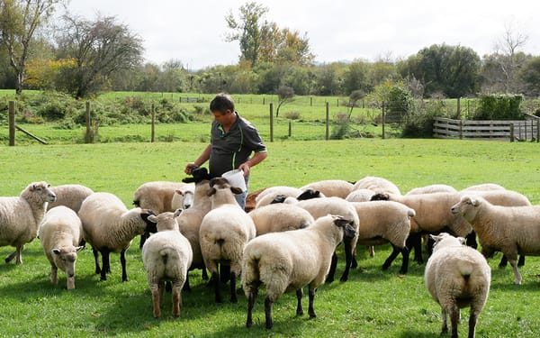 Rotorua Heritage Farm Tour