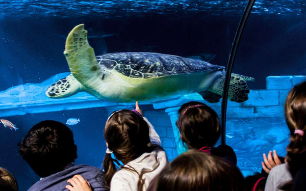 SEA LIFE Aquarium Admission in Porto