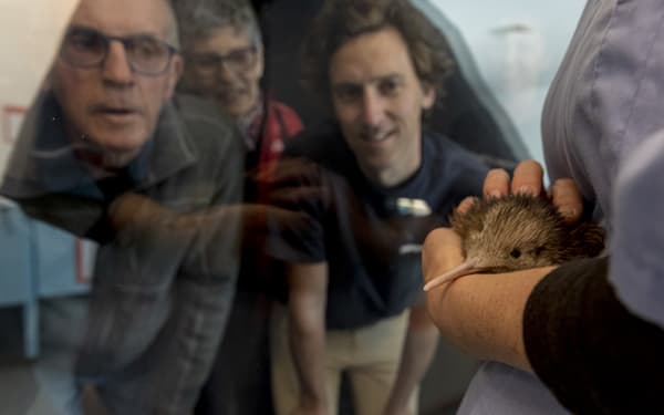 National Kiwi Hatchery - Kiwi Encounter Tour