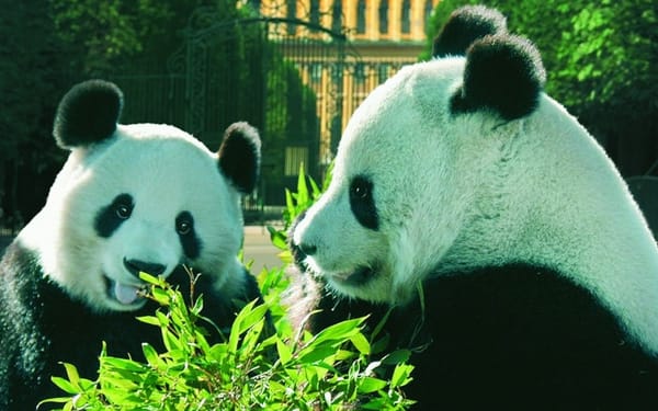Schoenbrunn Zoo Ticket in Vienna