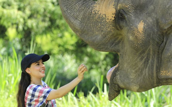 Elephant Retirement Park Chiang Mai Elephant Care Programs
