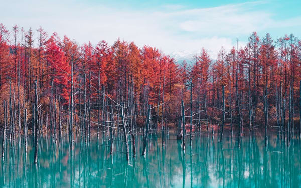 Hokkaido: Customizable Private Car Charter Day Tour | Departs from Sapporo