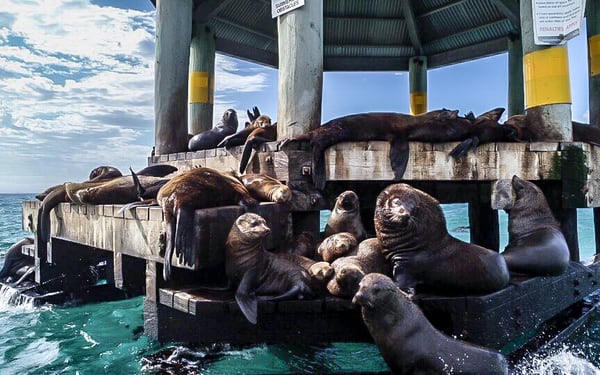1.5 hour Scenic and Wildlife Adventure Cruise