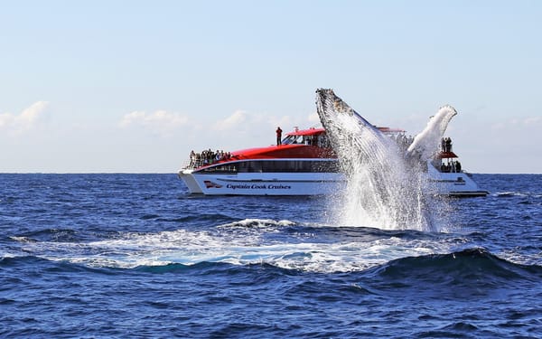 Sydney Whale Watching Cruise by Captain Cook