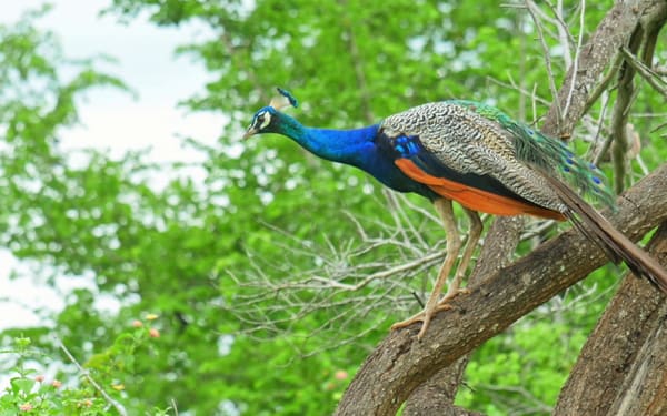 Yala National Park Safari Day Tour from Ella