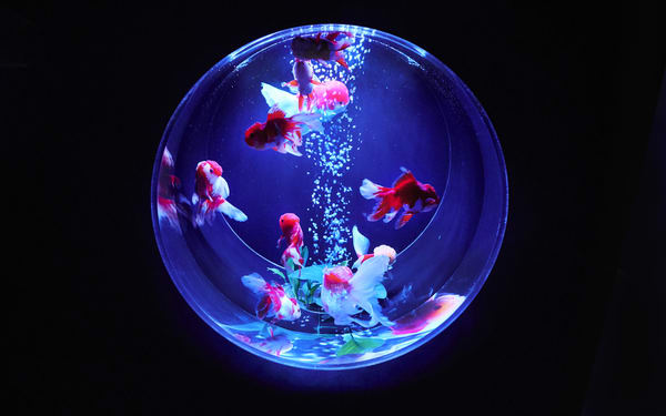 Art Aquarium Museum GINZA Ticket