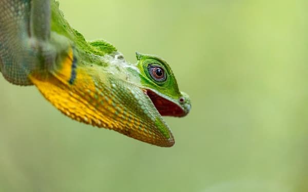 Sinharaja Forest Reserve Private Tour from Bentota