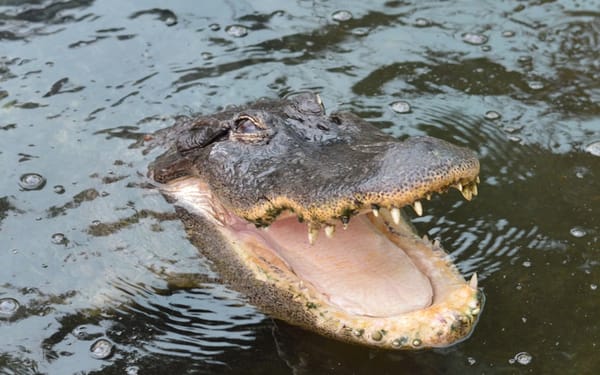 Crocodile Park ticket in Torremolinos