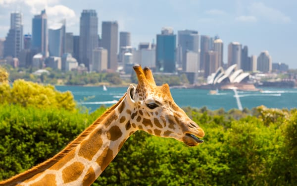 Taronga Zoo Ferry and Entry Tickets
