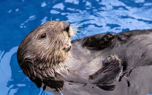 Vancouver Aquarium Ticket