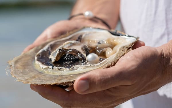 Live Pearl Farm Harvest Experience in Broome