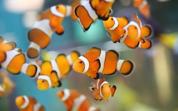 Ripley's Aquarium of Canada Ticket in Toronto