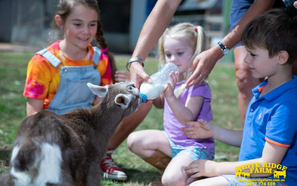 Animal Farm Experience in Brisbane