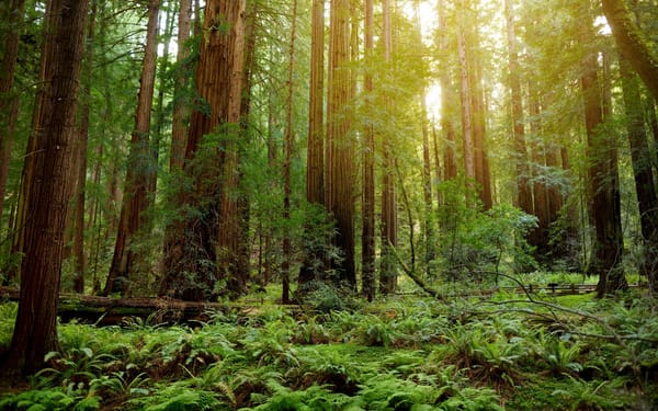 Muir Woods and Sausalito Half Day Tour