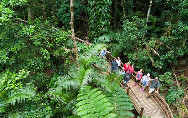 Daintree Rainforest & Cape Tribulation Full Day Tour