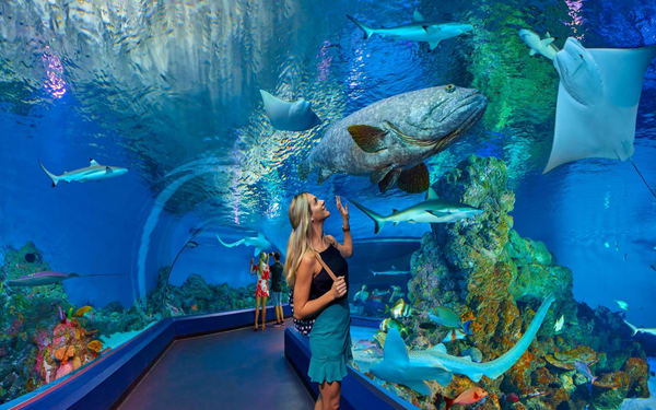 Cairns Aquarium Ticket