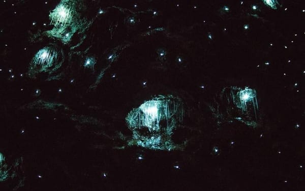 Gold Coast Glow Worm Night Tour （Chinese Guided)