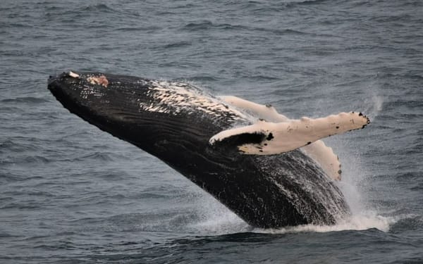 Whale Watching Experience from Reykjavik