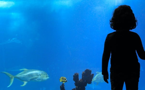 Lisbon Oceanarium ticket