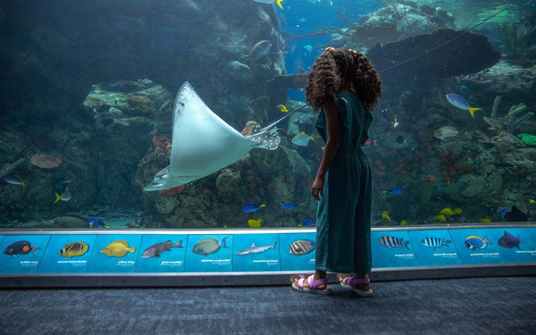 Aquarium of the Pacific Ticket in California
