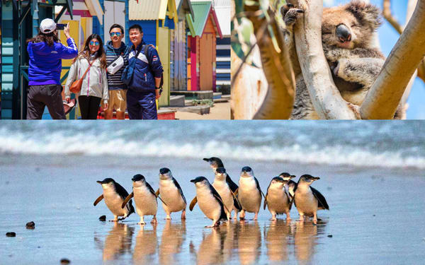 Phillip Island Penguins with Brighton Beach Boxes, Koalas & Kangaroos