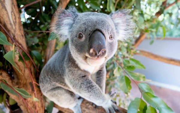 Lone Pine Koala Sanctuary Entry Ticket