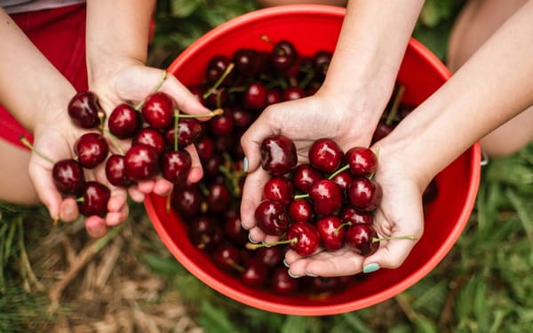 Sydney to Orange Cherry Picking Tour