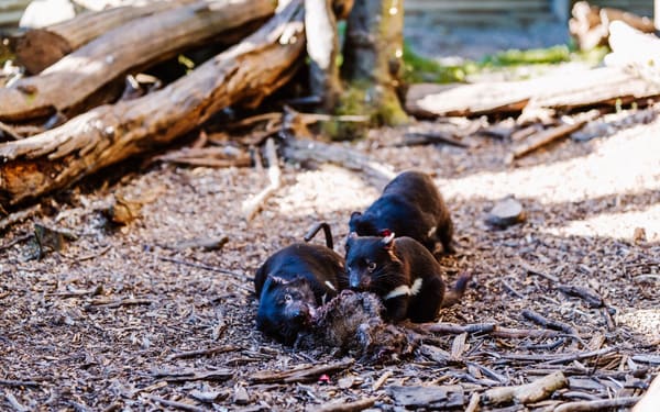 Devils at Cradle Day and Night Animal Feeding Tour