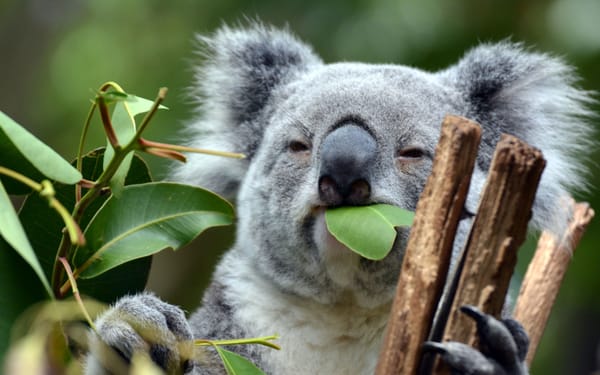 Kuranda Koala Gardens Ticket in Cairns