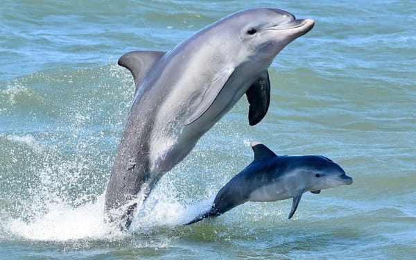 Mandurah Dolphin Cruise and Views Guided Tour
