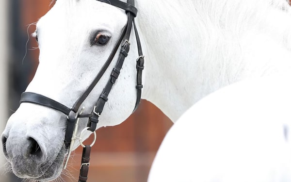 Spanish Riding School Tour in Vienna