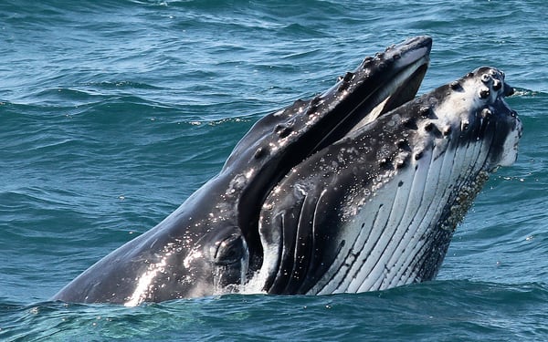 Gold Coast Whale Escape - Luxury Whale Watching Cruise