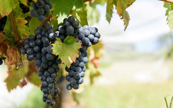 Pedal to Produce Narooma to Tilba Valley Winery E-Bike Tour