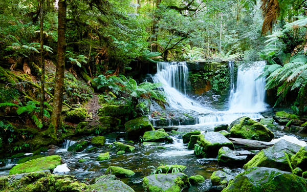 Mount Field, Bonorong Wildlife Sanctuary and Richmond Tour