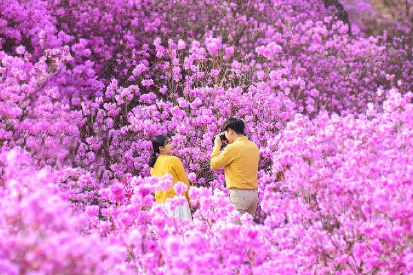 Incheon One Day Tour from Seoul: Cherry Blossoms, Luge & Rail Bike